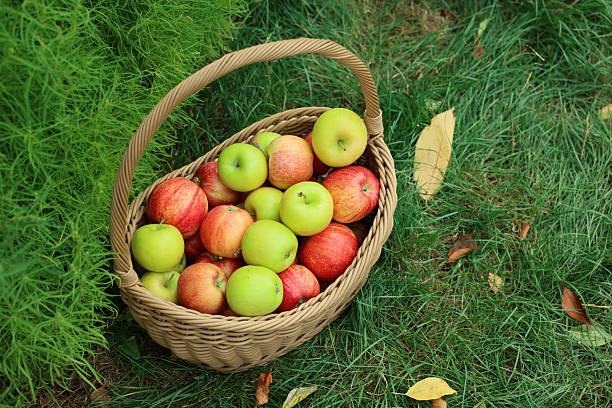 Close-up of freshly picked green apples in a basket on the farm