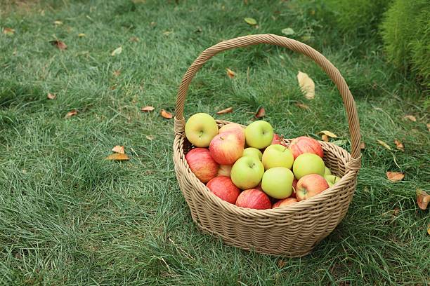 Green apples in basket. Small basket of apples. Fruits in autumn. Village Details. Healthy food.