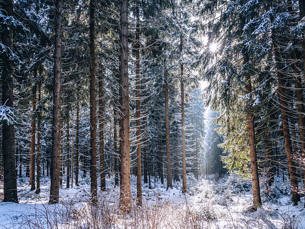 Snow covers the pines as sun peeks through, creating a tranquil winter forest scene near Kickelhahn Mountain in Ilmenau, Thuringia. A peaceful, natural mood ideal for nature and travel visuals.