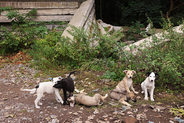 Many different stray dogs outdoors. Homeless pet