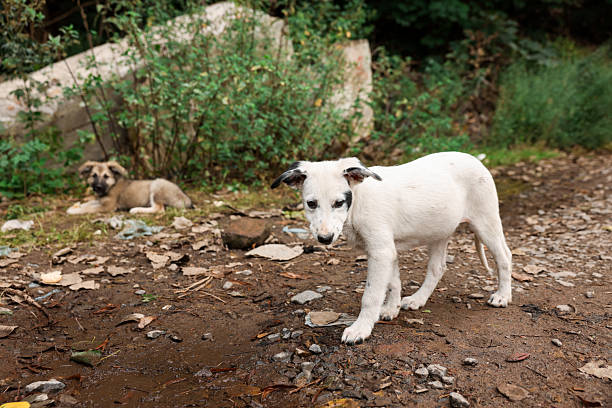 Cute stray dog walking outdoors. Homeless pet