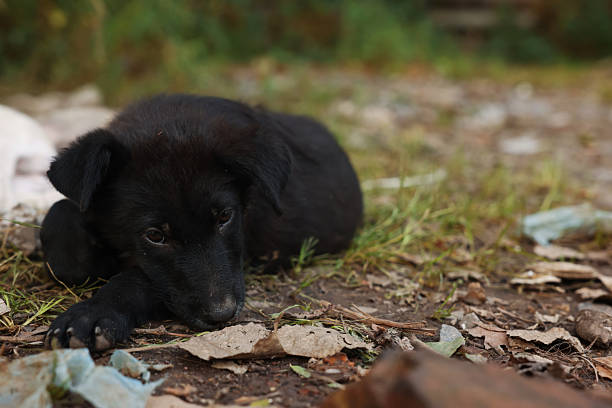 Cute stray dog lying on ground outdoors, closeup and space for text. Homeless pet