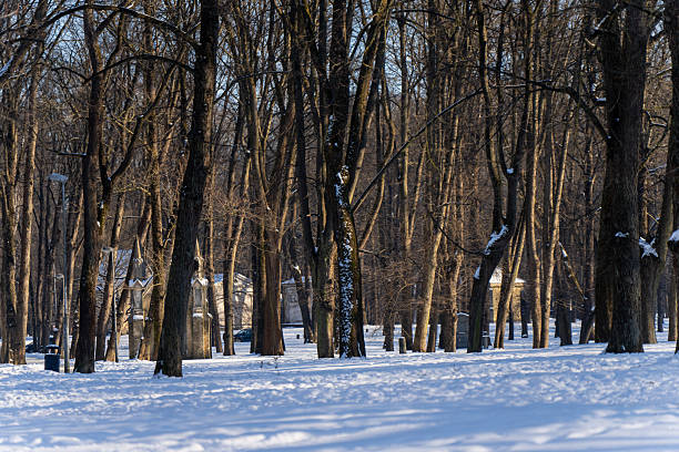 Quiet public park in winter with tall leafless trees, snow on ground and warm evening light, scenic urban nature setting with park lamps along path
