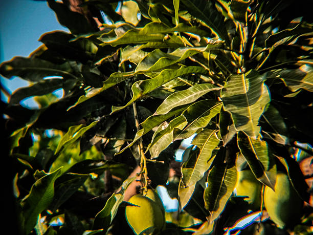A close-up view of fresh green mangoes growing on a tree, surrounded by dense green leaves. The sunlight creates a vibrant contrast, highlighting the texture of the tropical fruit