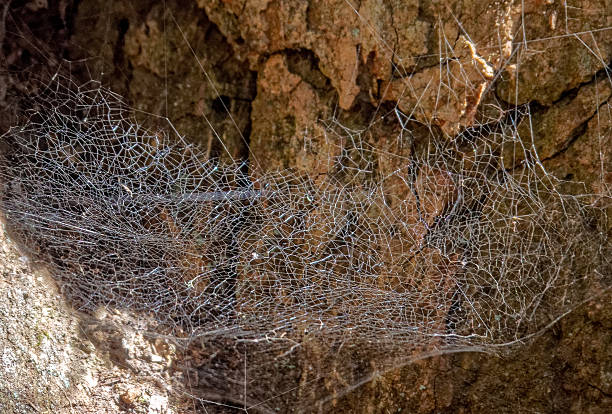 Intricate spider web shining against a dark, textured tree trunk outdoors