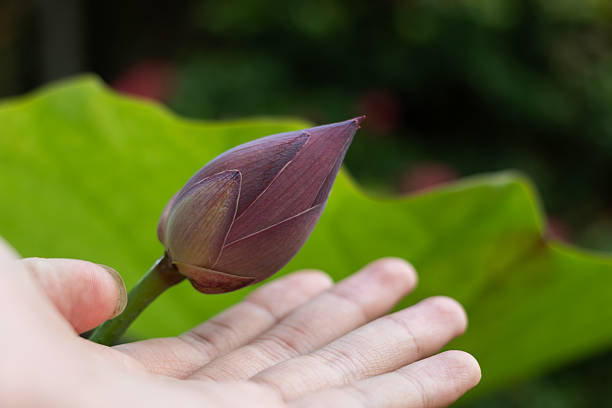 A peaceful and spiritual image of a person interacting with nature, featuring the iconic lotus flower in a lush garden
