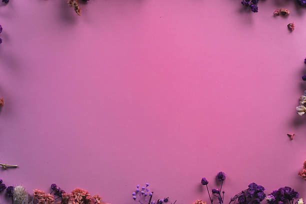 Flowers purple  chrysanthemum. Floral spring background. Petals  chrysanthemums. Close-up. Nature.