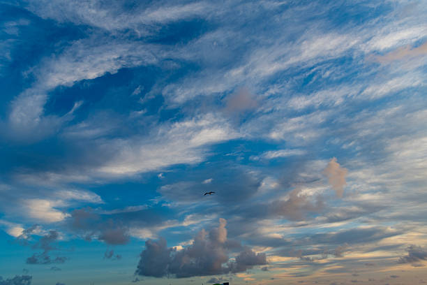 Seagull in the sky. Cloudy skyscape background. Cloudscape sky background. Cloudy sky with sea gull bird. Background with dramatic sky. Skyscape and cloudscape. Flying seagull bird.