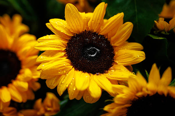 Closeup of a bright yellow sunflower with water droplets on its petals and green foliage around. Fresh botanical image capturing natural detail and vivid color.