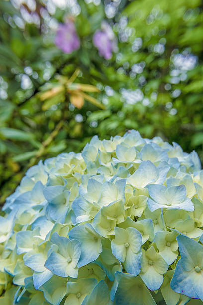Flower arrangement