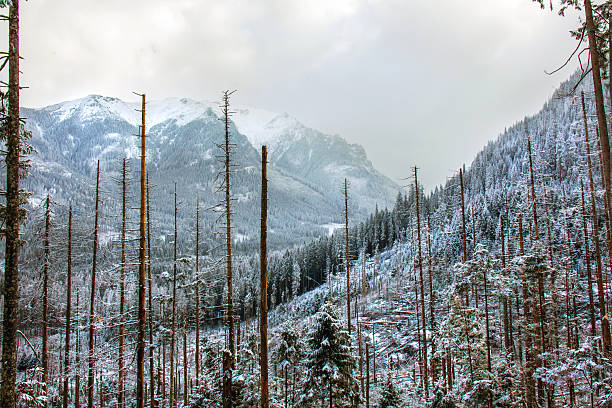 Snow-capped mountain peaks and spruce forest. Beautiful winter landscape in the mountains. Stone cliffs.