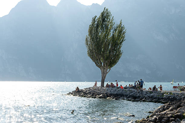 Garda - Veneto - Italy - 08-08-2024: People sit and stand on a rocky lakeside point under a tall tree, with sparkling water, sailboats and hazy mountains behind in sunlight.
