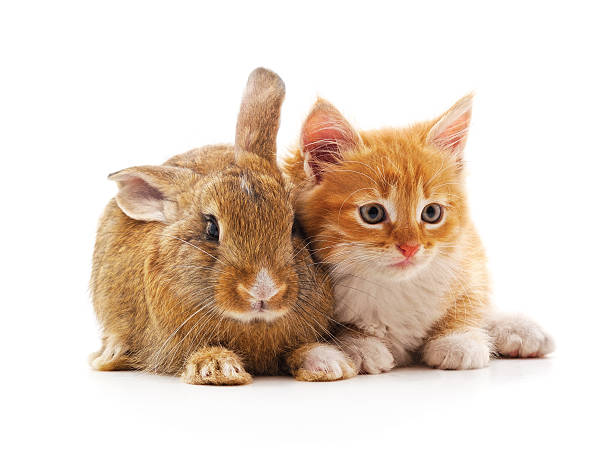 Small ginger kitten and brown rabbit sitting together in a friendly embrace isolated on a white background.