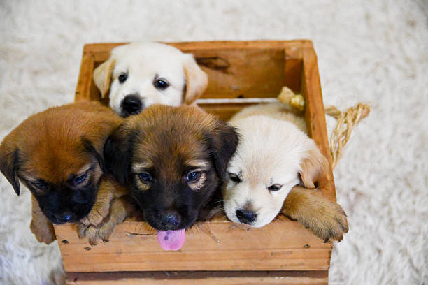Four young puppies resting closely together inside a small wooden box on a soft white rug. The image conveys themes of tenderness, companionship, animal adoption, pet care, childhood, innocence, and the early stages of life in a warm indoor environment.