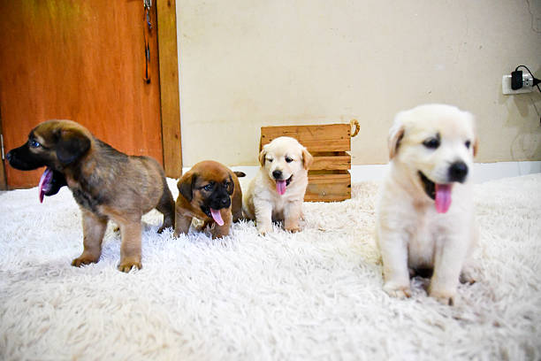 golden retriever and puppies side by side