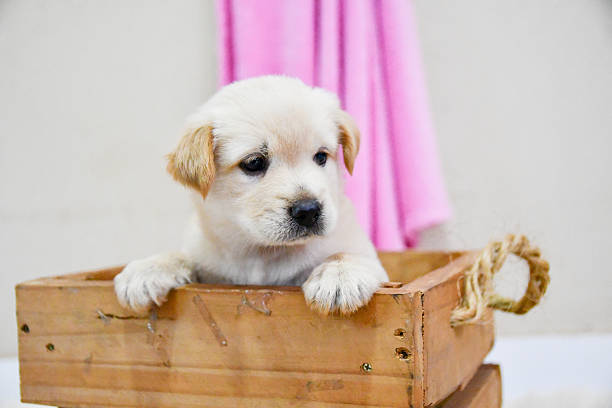 Portrait of a young white puppy sitting inside a rustic wooden box, resting its front paws on the edge and looking slightly to the side. The image evokes softness, curiosity, and innocence, representing pet adoption, early life, domestic animals, and the emotional connection between humans and puppies in a cozy indoor environment.