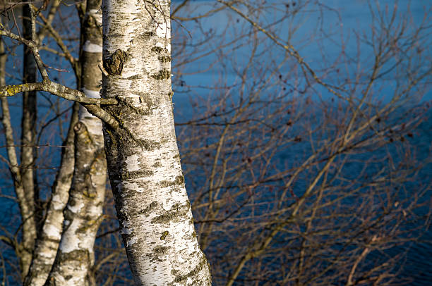 Birch tree trunks with peeling white bark standing against blue lake water and bare winter branches