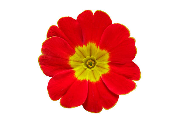 close up of red primula flower isolated on white background, top view