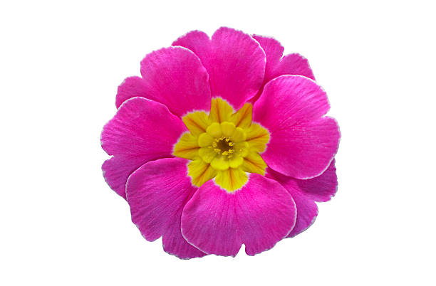 close up of pink primula flower isolated on white background, top view