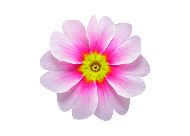 close up of colorful primula flower isolated on white background, top view
