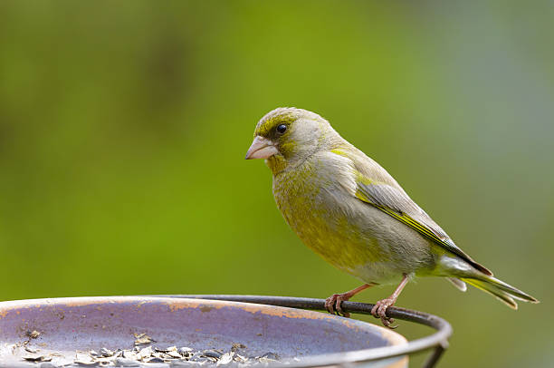 The European greenfinch Chloris chloride or common greenfinch is a small songbird.