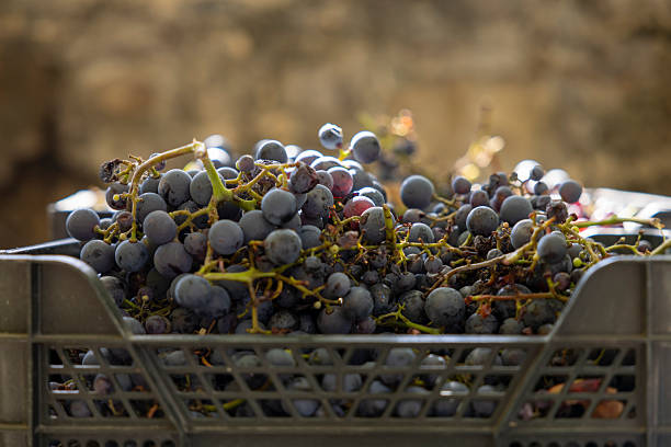 Close-up shot of freshly harvested dark grapes piling in a black plastic container. The ripe fruit ready for wine production or market sale, showing individual berries on their stems, reflecting natural light.