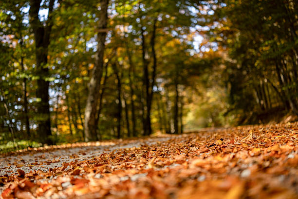 Close-up view of fallen autumn leaves covering a forest floor pathway with trees creating a natural woodland background.