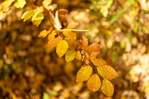 Golden leaves hanging on a tree branch in a forest setting during autumn. The leaves display a mix of yellow and brown hues, creating a vibrant seasonal scene.