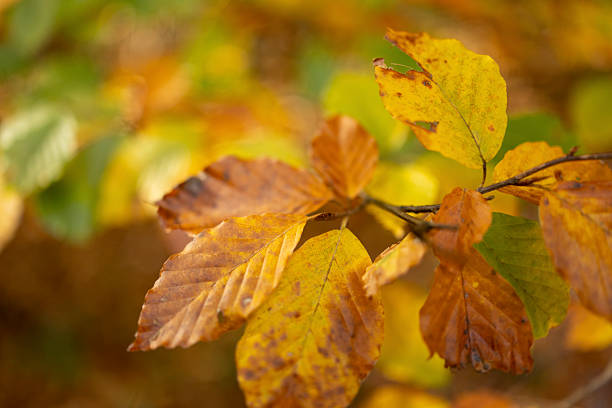 Detailed close-up of autumn leaves transitioning from green to yellow and brown, showcasing natural seasonal transformation in forest environment.