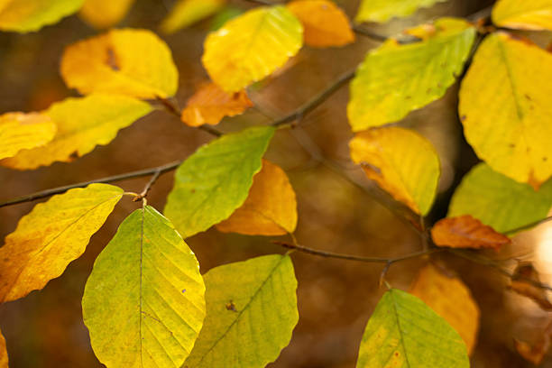 Golden yellow and green leaves adorn tree branches within a forest. The natural autumn foliage gradually changing colors, creating a beautiful seasonal landscape. Sunlight softly illuminating the delicate leaf textures on the branches.
