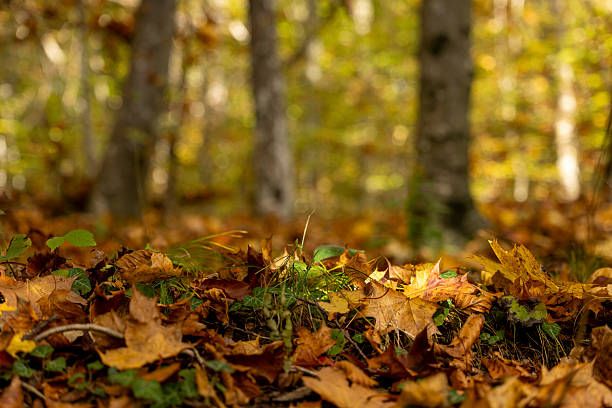 Autumn leaves covering forest floor with trees in the background. Vibrant fall foliage creating a natural setting. Forest environment with sunlight filtering through the trees.