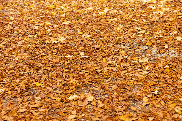 Fallen autumn leaves densely covering the natural forest floor. Brown and golden foliage creating a thick seasonal carpet. The outdoor environment showcasing the beauty of dry leaves scattered widely across the ground during the autumn season.