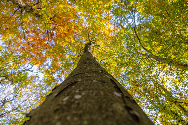 Looking up at a tree trunk from a low angle with a vibrant canopy of green and yellow leaves overhead in a forest setting.