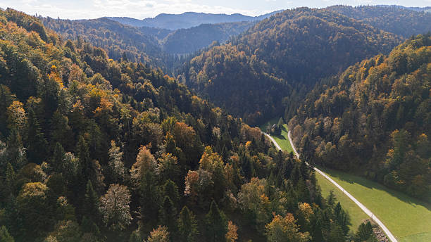 Winding road cuts through a dense autumn forest displaying vibrant foliage. The landscape showcases a mix of trees with colorful leaves, creating a picturesque view. The road meanders through the forested hills under a clear sky.