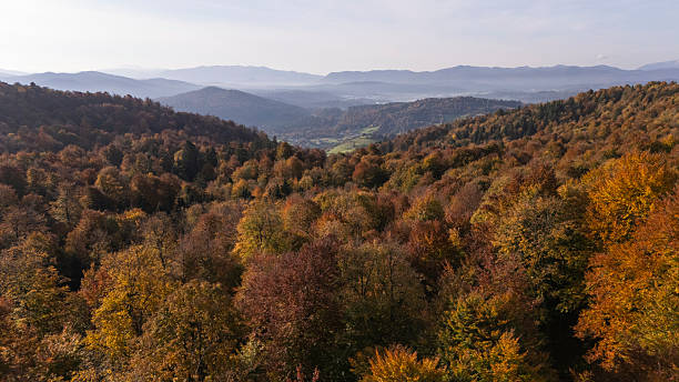 Vast autumn woodland covering rolling hills and valleys. Rich seasonal tree colors displaying various shades of orange, yellow, and brown. Distant mountain ranges form a scenic background under clear skies.
