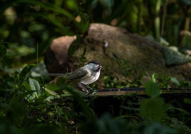 Blue tit sitting on a branch