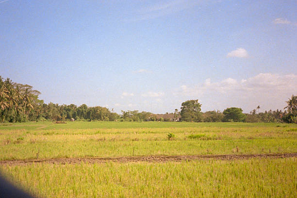 Rice field showing agricultural landscape and distant trees under a clear blue sky in Bali, Indonesia, during the daytime. Scanned from analog film