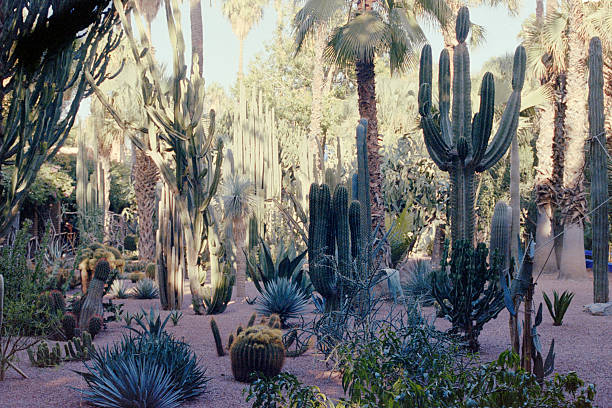 Cactus and succulent plants growing in Majorelle Garden botanical garden, a popular travel destination in Marrakech, Morocco. Scanned from analog film