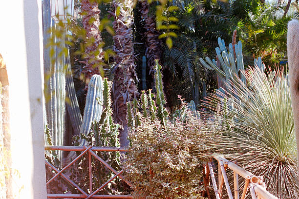 Lush botanical garden displaying a diverse collection of cactus and succulents under sunny skies in Marrakech, Morocco. Scanned from analog film