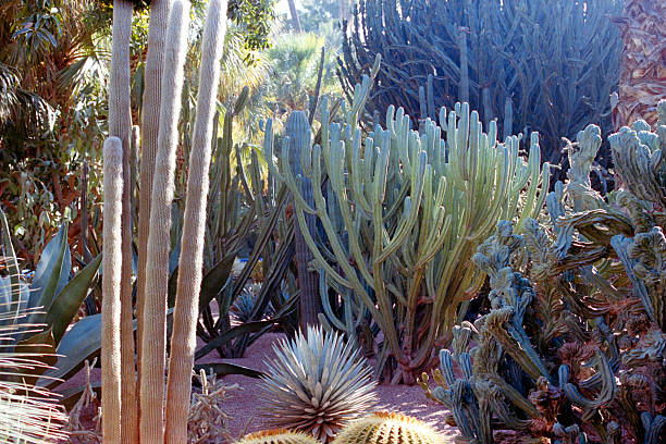 Vibrant botanical garden displays a variety of cacti and succulents thriving in a sunny, arid environment. Scanned from analog film