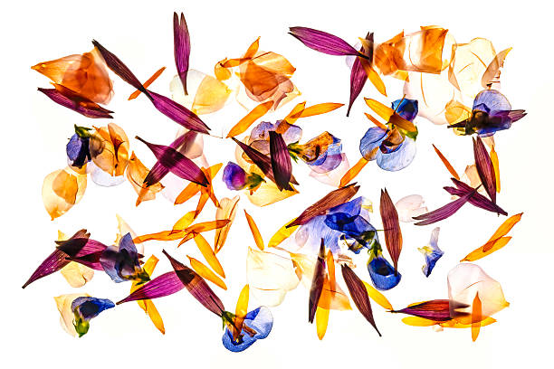 mixed beautiful flower petals against white background for backgrounds and wall decoration from Sweden nature