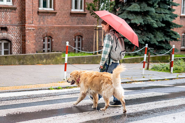 istock Girl Crossing Road With Dog 2259948003