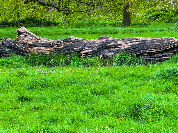 A large, weathered hollow tree trunk lying on a vibrant green lawn. The natural texture of the old wood and the sunlight create a rustic and organic scene in a park or forest clearing.
