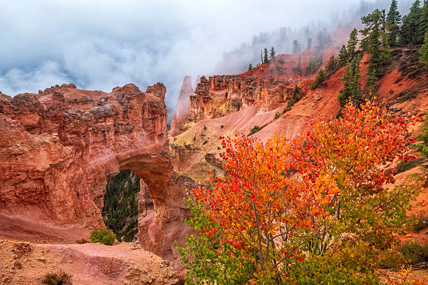 Colorful quaking aspen trees line the foreground above Natural Bridge rock formation in Bryce Canyon National Park, Utah.
