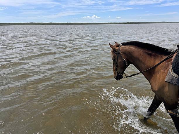 Horses grassy coastline. High quality photo