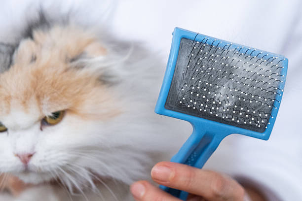 Combed white cat hair on an animal comb close-up