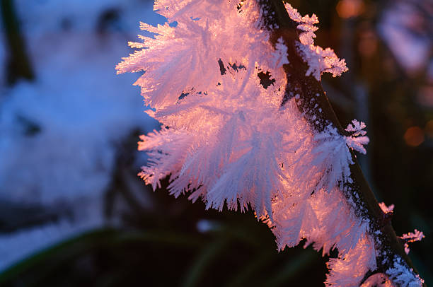 A detailed close-up photograph of frosted evergreen branches, depicting their icy texture amid a wintry white background, evoking the serene beauty and cold quietude of the winter season.