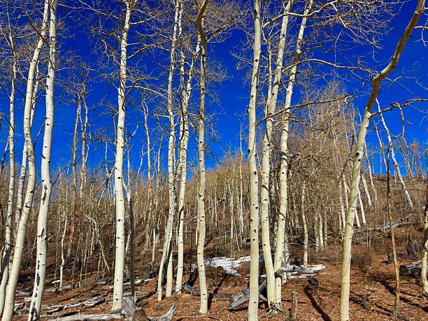 One of the most scenic roads in the world is Utah's Highway 12 between, Bryce Canyon, Escalante, Boulder, and Capital reef National Park.