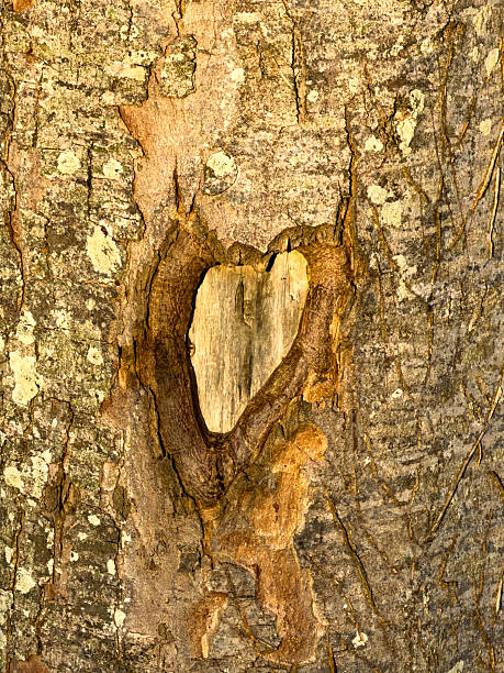 Heart Carved into a Beech Tree