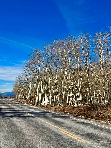 One of the most scenic roads in the world is Utah's Highway 12 between, Bryce Canyon, Escalante, Boulder, and Capital reef National Park.